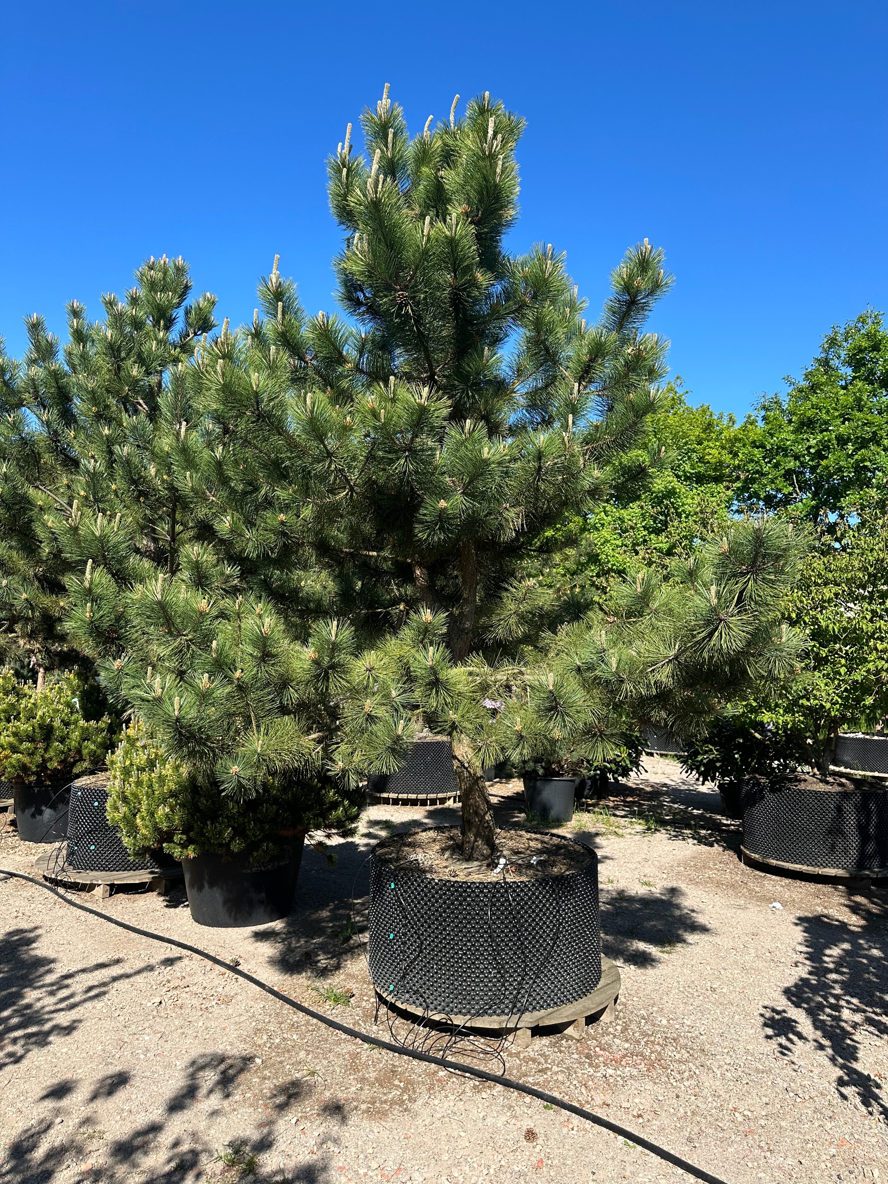Opstammet Pinus nigra nigra østrigsk fyr i fuld vækst med store gulbrune kogler hængende dekorativt i den tætte mørkegrønne nålekrone.