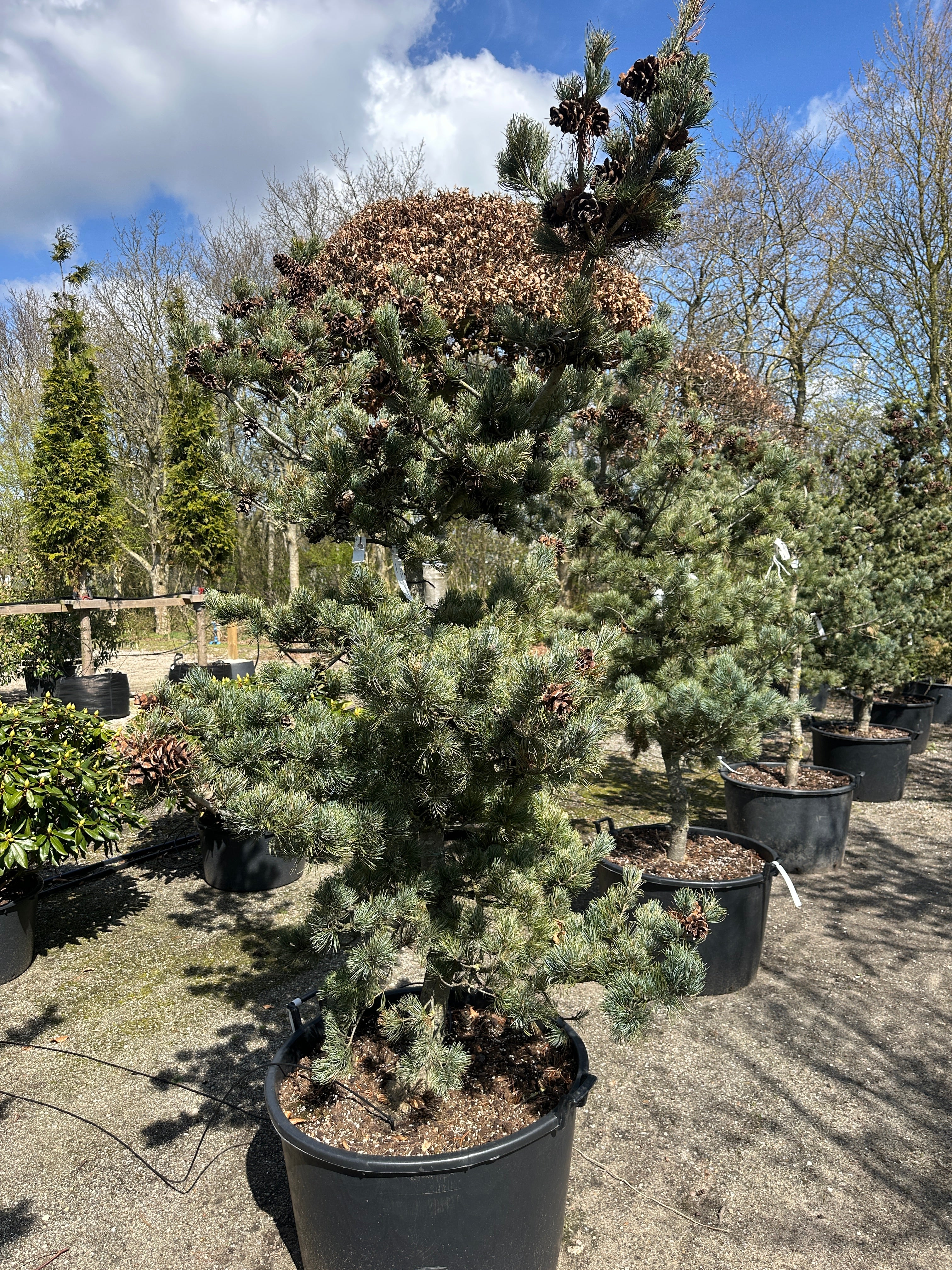 Skulpturel penselfyr, Pinus parviflora 'Glauca', med en unikt asymmetrisk grenstruktur og tætte, sølvblå nåle.