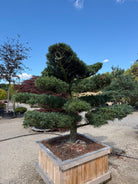 Formklippet Pinus parviflora Glauca havebonsai med kroget stamme og skyformede, blågrønne nålepuder i etager.