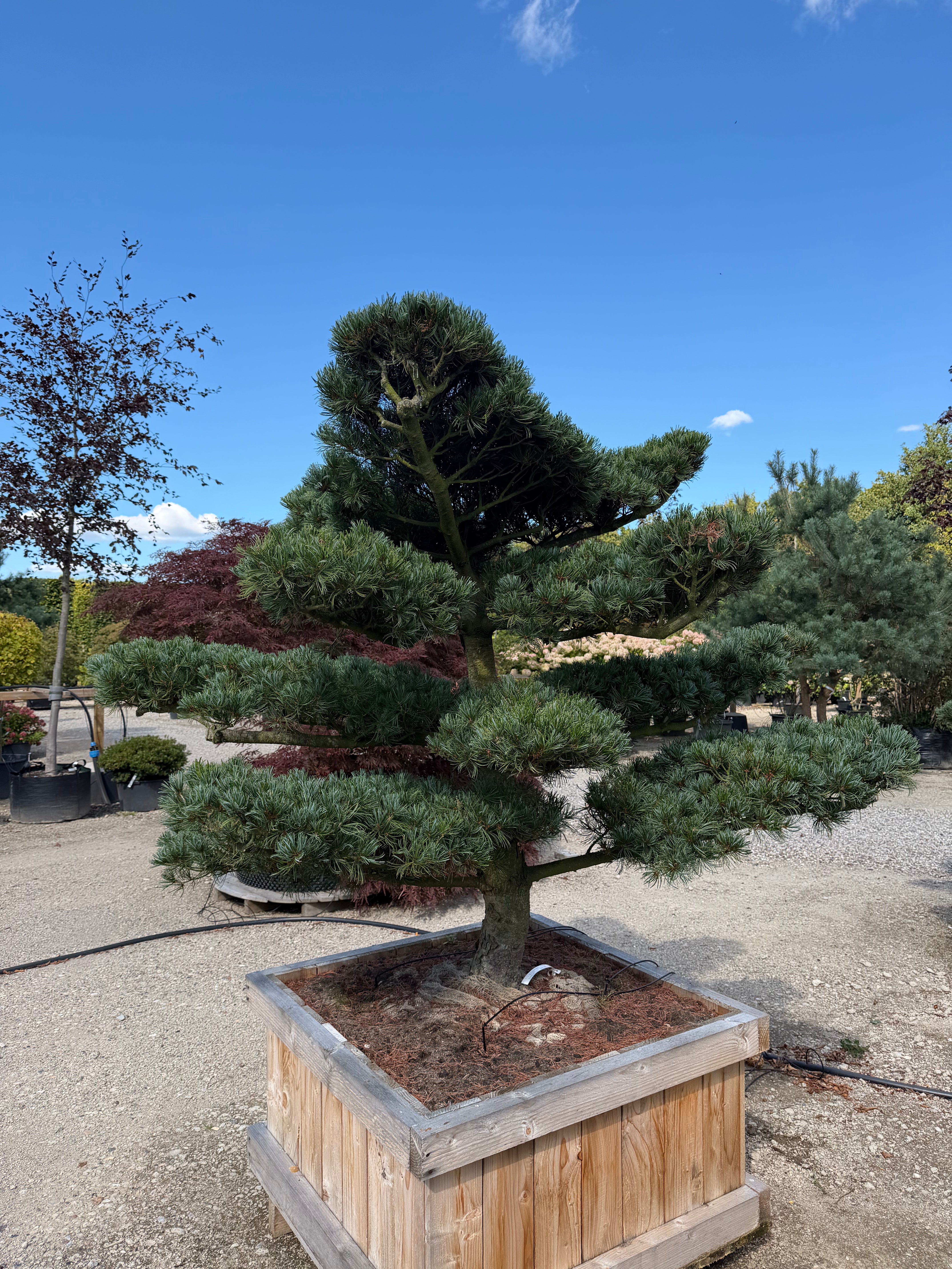 Formklippet Pinus parviflora Glauca havebonsai med kroget stamme og skyformede, blågrønne nålepuder i etager.
