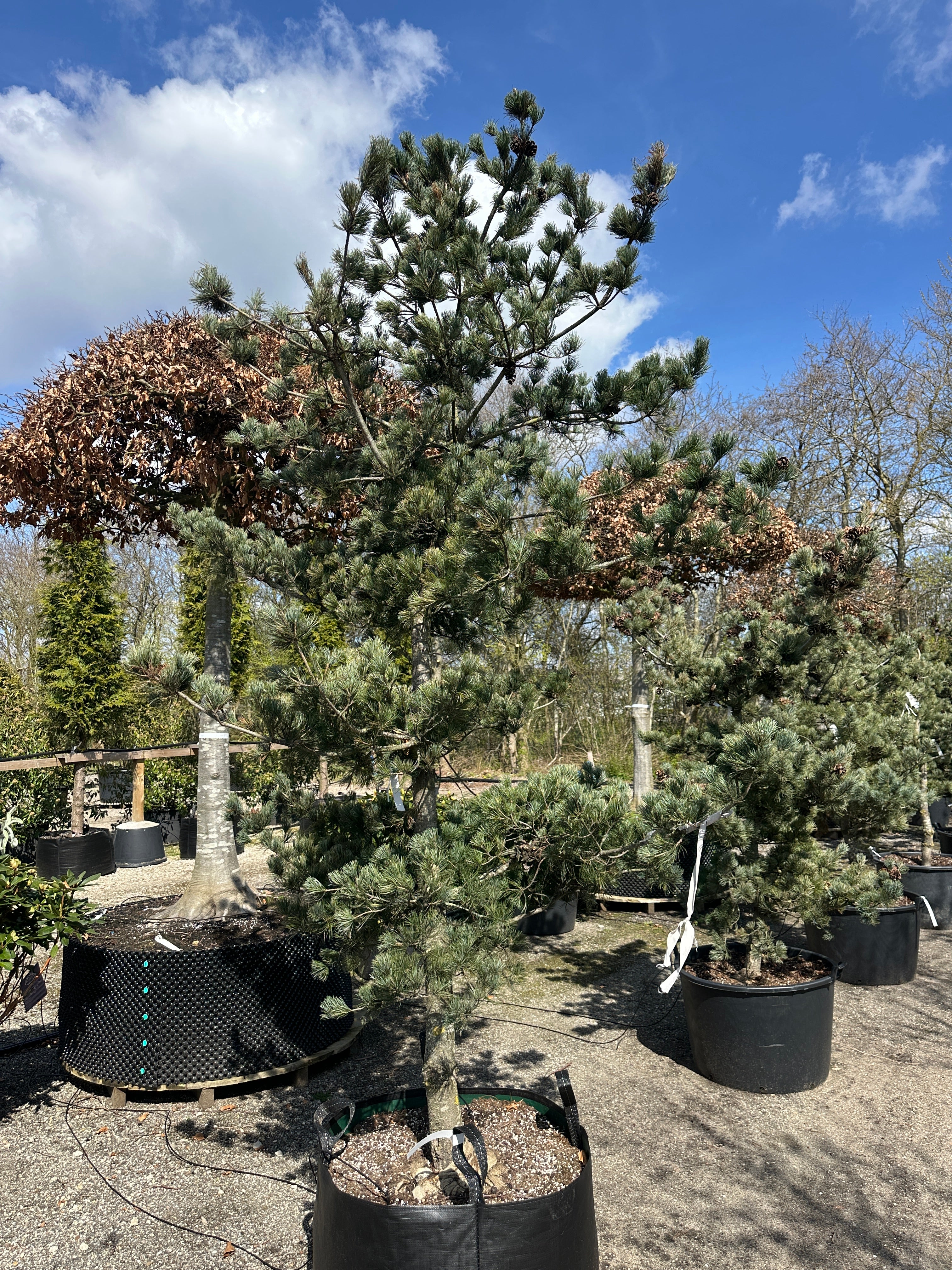 Skulpturel penselfyr, Pinus parviflora 'Glauca', med en unikt asymmetrisk grenstruktur og tætte, sølvblå nåle.