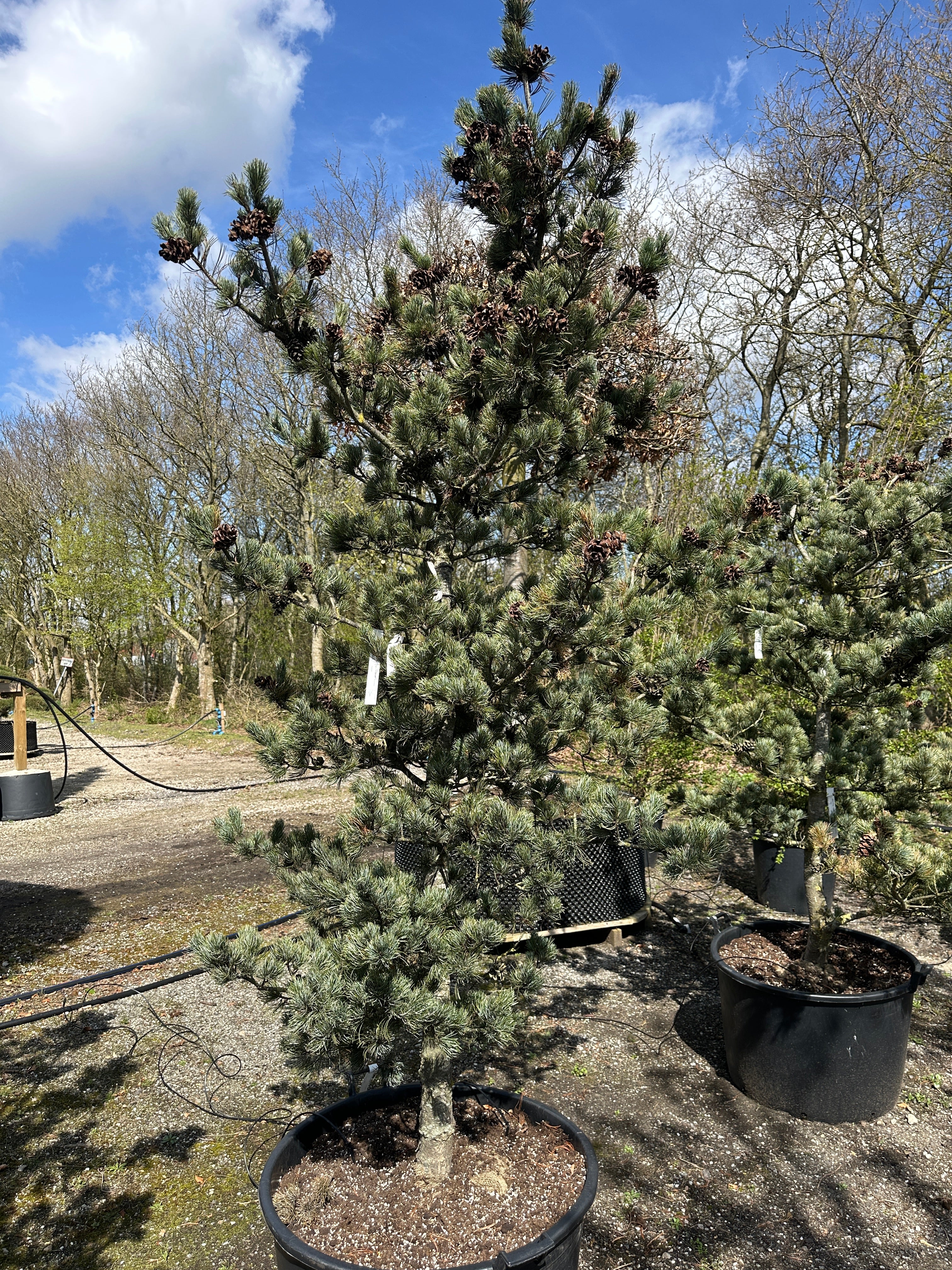 Skulpturel penselfyr, Pinus parviflora 'Glauca', med en unikt asymmetrisk grenstruktur og tætte, sølvblå nåle.