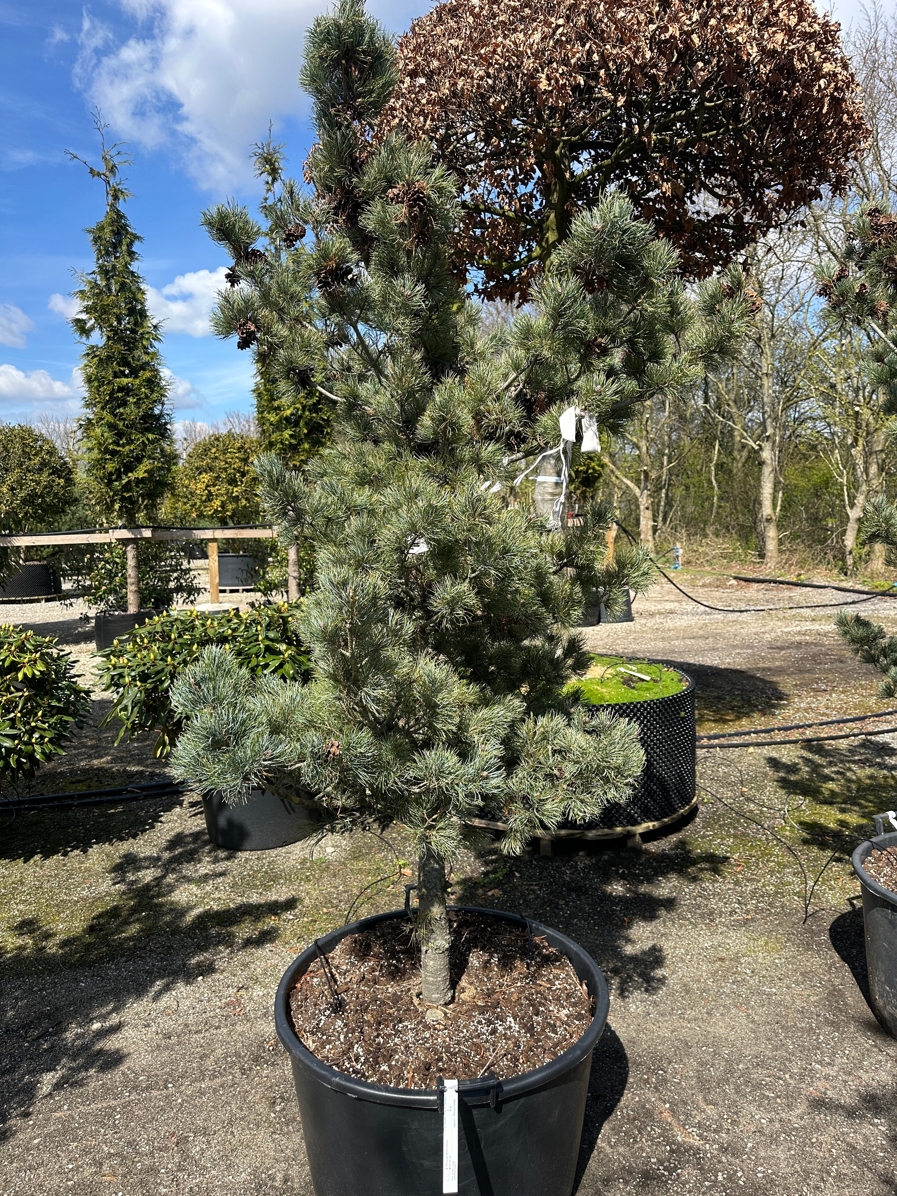 Skulpturel penselfyr, Pinus parviflora 'Glauca', med en unikt asymmetrisk grenstruktur og tætte, sølvblå nåle.