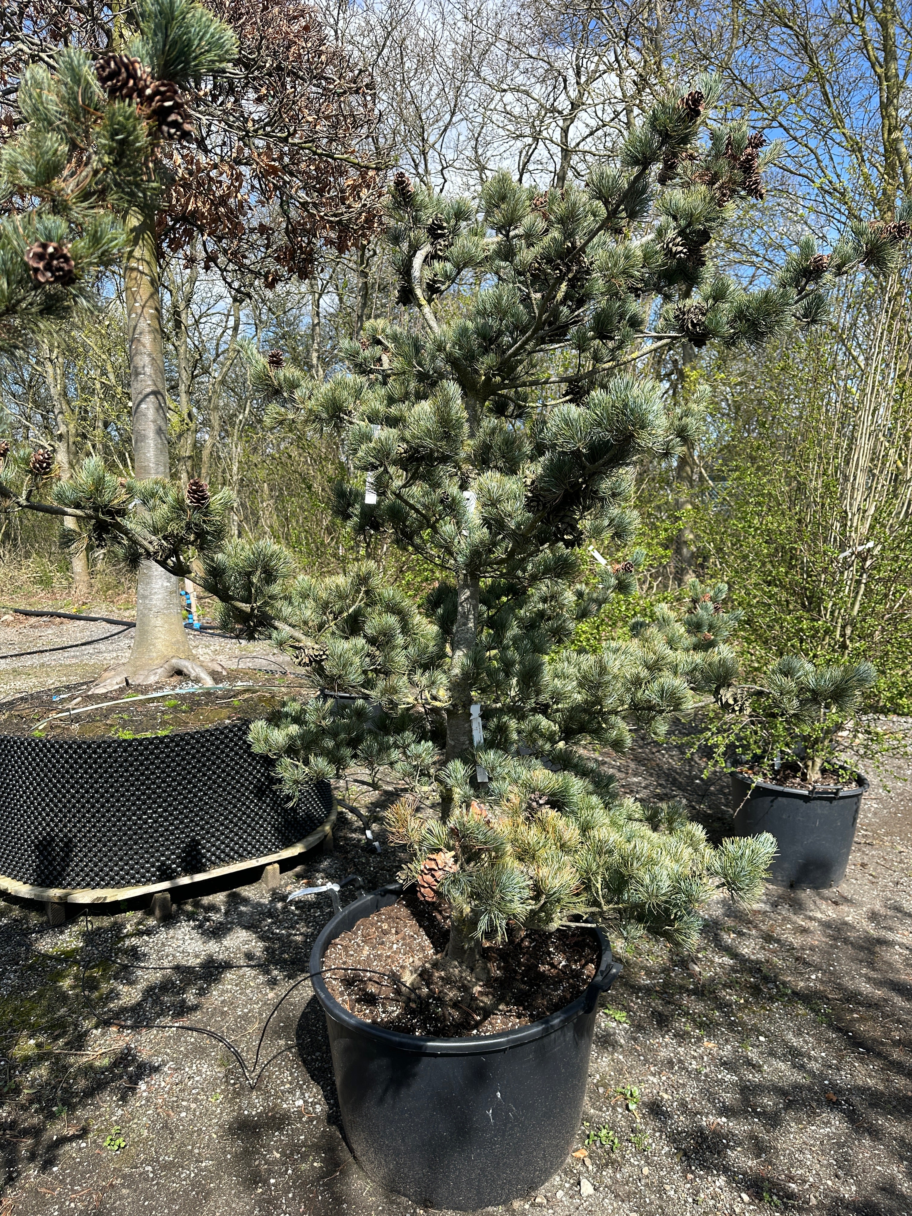 Skulpturel penselfyr, Pinus parviflora 'Glauca', med en unikt asymmetrisk grenstruktur og tætte, sølvblå nåle.