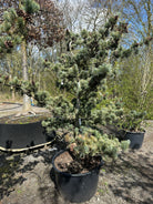 Skulpturel penselfyr, Pinus parviflora 'Glauca', med en unikt asymmetrisk grenstruktur og tætte, sølvblå nåle.