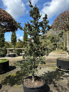 Skulpturel penselfyr, Pinus parviflora 'Glauca', med en unikt asymmetrisk grenstruktur og tætte, sølvblå nåle.