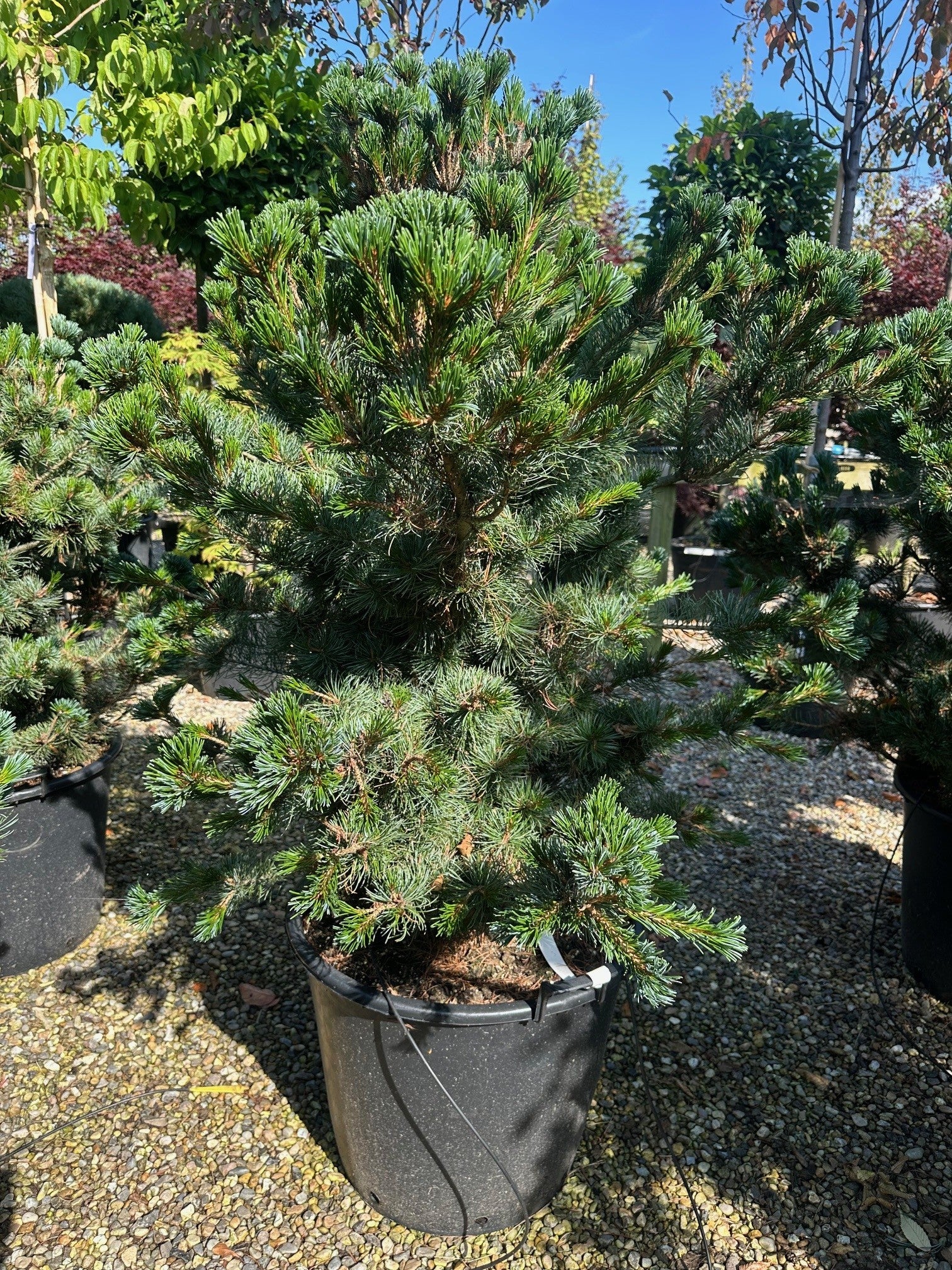 Skulpturel Pinus parviflora Negishi penselfyr med en naturligt kroget vækstform og tætte, blågrønne nåleetager.