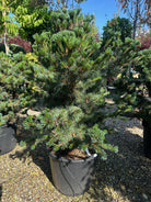 Skulpturel Pinus parviflora Negishi penselfyr med en naturligt kroget vækstform og tætte, blågrønne nåleetager.