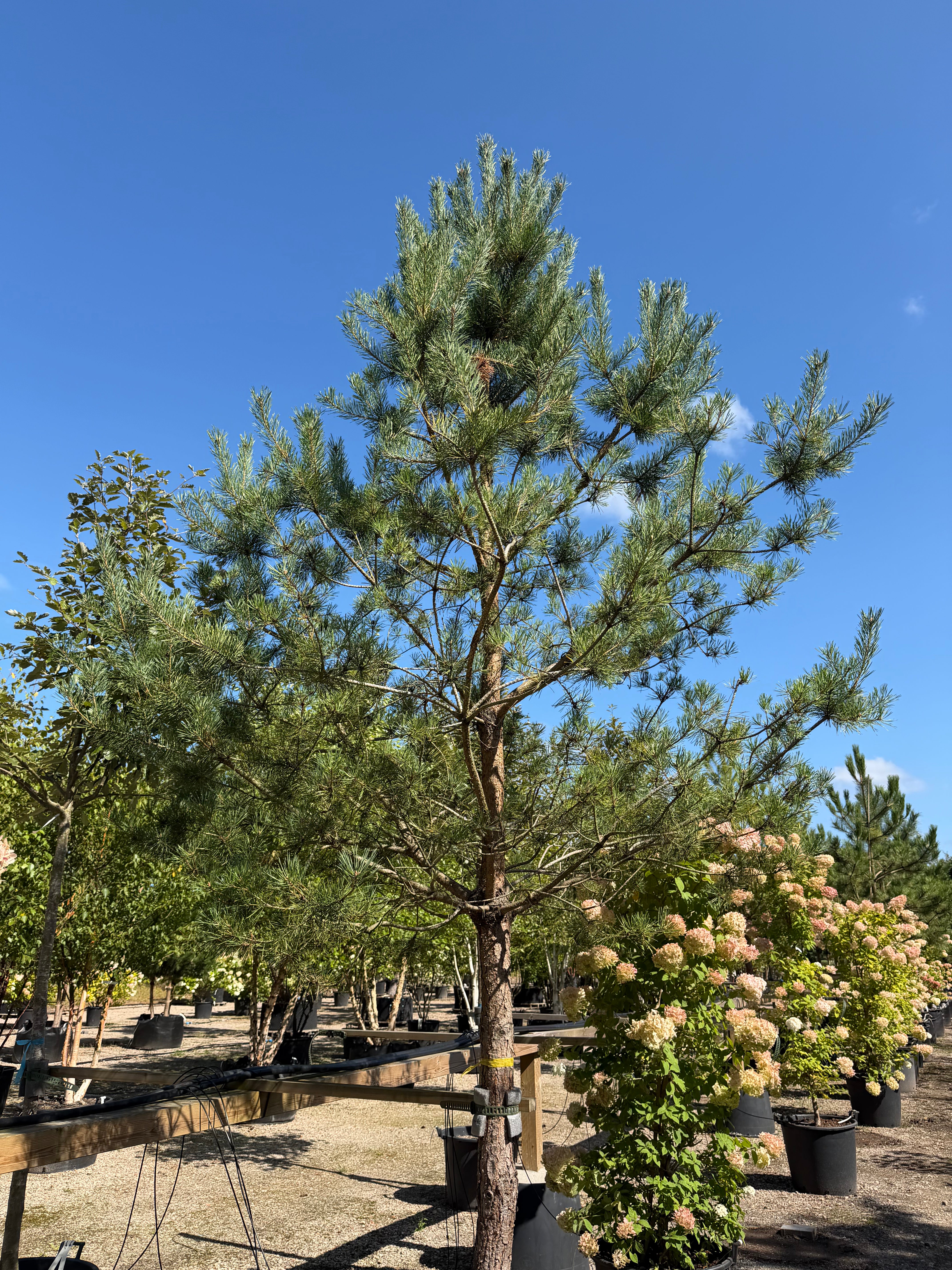Opstammet Pinus sylvestris skovfyr som stedsegrønt prydtræ med rødbrun stamme og en afrundet krone af blågrønne nåle.