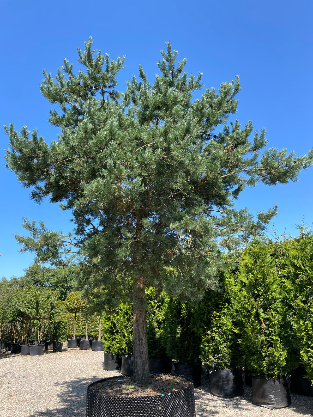 En multistammet Pinus sylvestris skovfyr som viser sine mange rå stammer og en åben, skulpturel krone af blågrønne nåle.