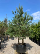 En multistammet Pinus sylvestris skovfyr som viser sine mange rå stammer og en åben, skulpturel krone af blågrønne nåle.