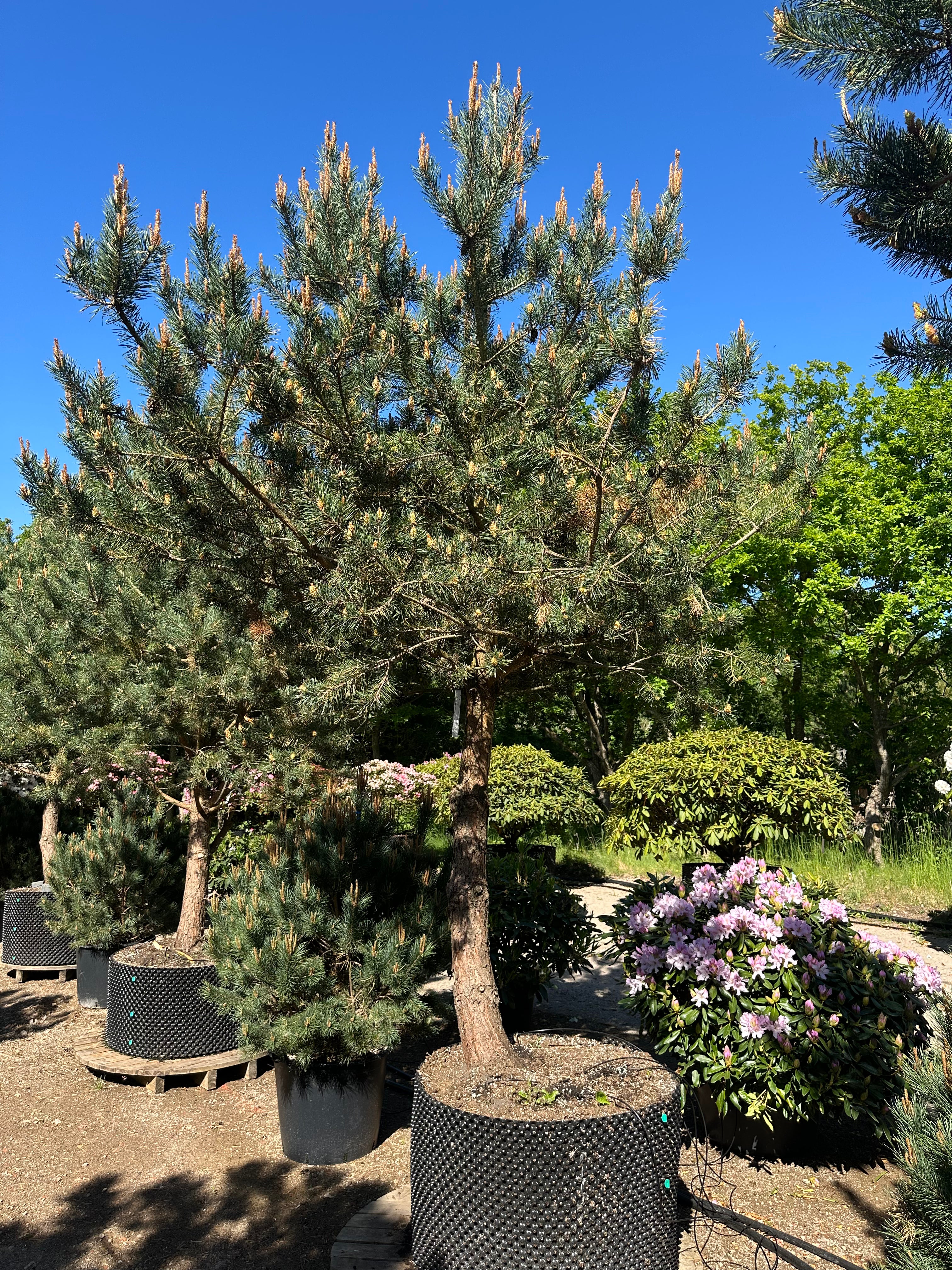 Opstammet skovfyrretræ af typen Pinus sylvestris med en markant fritlagt stammestruktur.