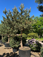 Opstammet skovfyrretræ af typen Pinus sylvestris med en markant fritlagt stammestruktur.