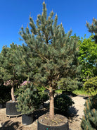 Opstammet skovfyrretræ af typen Pinus sylvestris med en markant fritlagt stammestruktur.