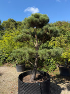 Formklippet Pinus sylvestris skovfyr som udendørs bonsai med kroget stamme og tætte, skyformede nålepuder.