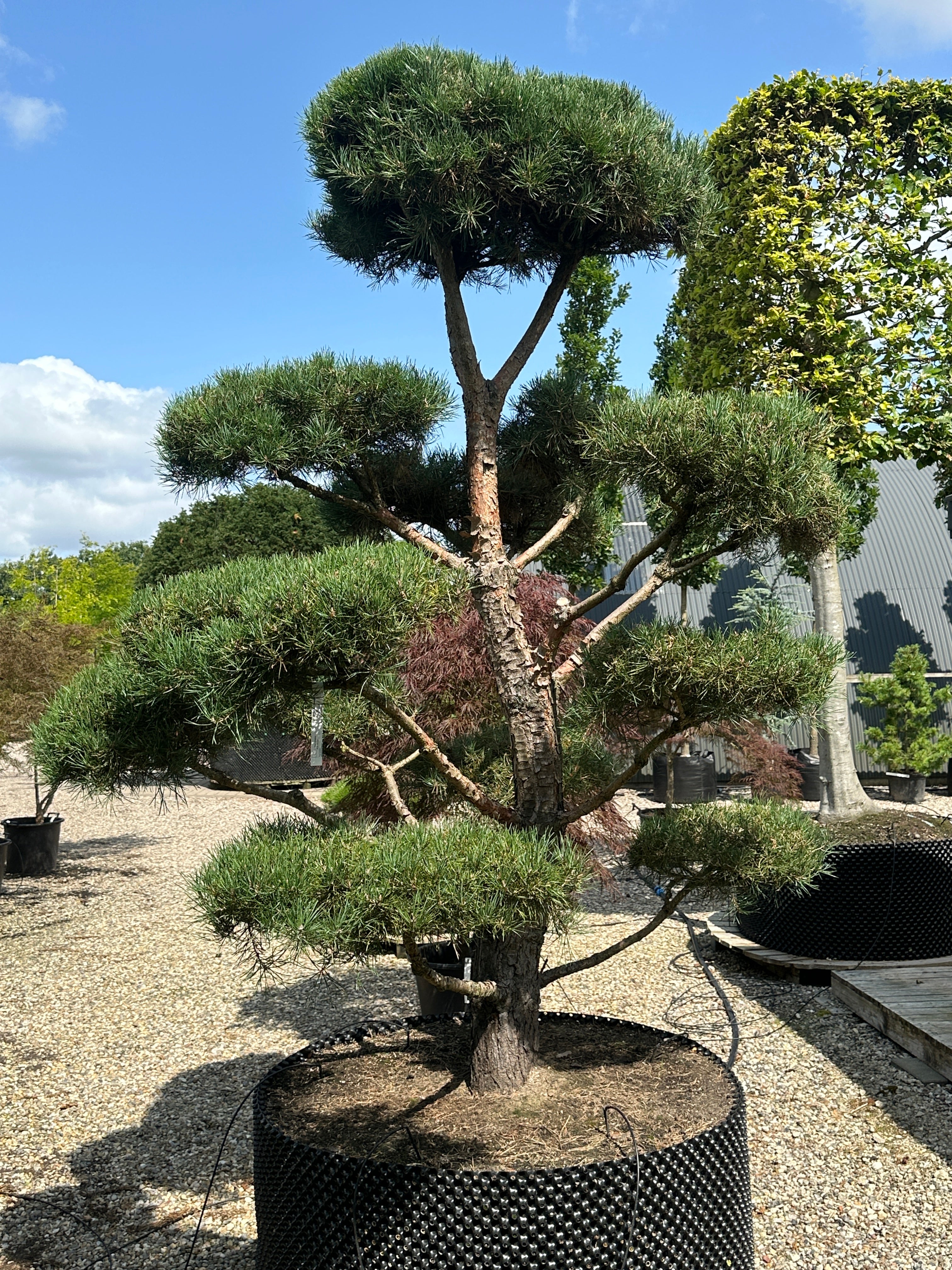 En Pinus sylvestris bonsai med veldefinerede, tætte puder af korte blågrønne nåle og en synlig, furet rødbrun stamme.