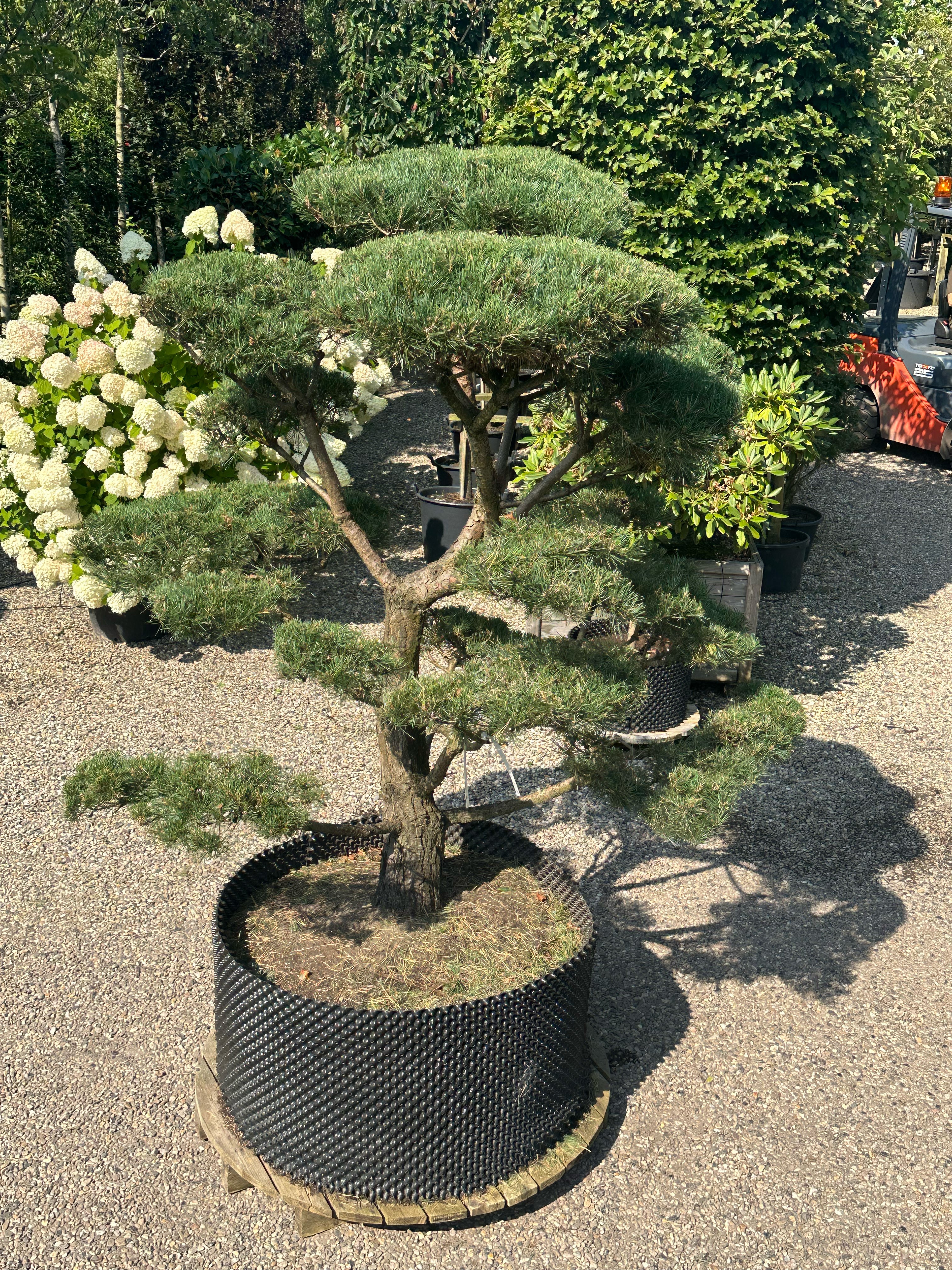 En Pinus sylvestris bonsai med sirligt klippede og tætte puder af korte blågrønne nåle, hvor den rå, dybt rillede stamme danner centrum for de flade puder.