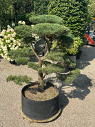 En Pinus sylvestris bonsai med sirligt klippede og tætte puder af korte blågrønne nåle, hvor den rå, dybt rillede stamme danner centrum for de flade puder.