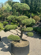 En Pinus sylvestris bonsai med veldefinerede, tætte puder af korte blågrønne nåle og en synlig, furet rødbrun stamme.
