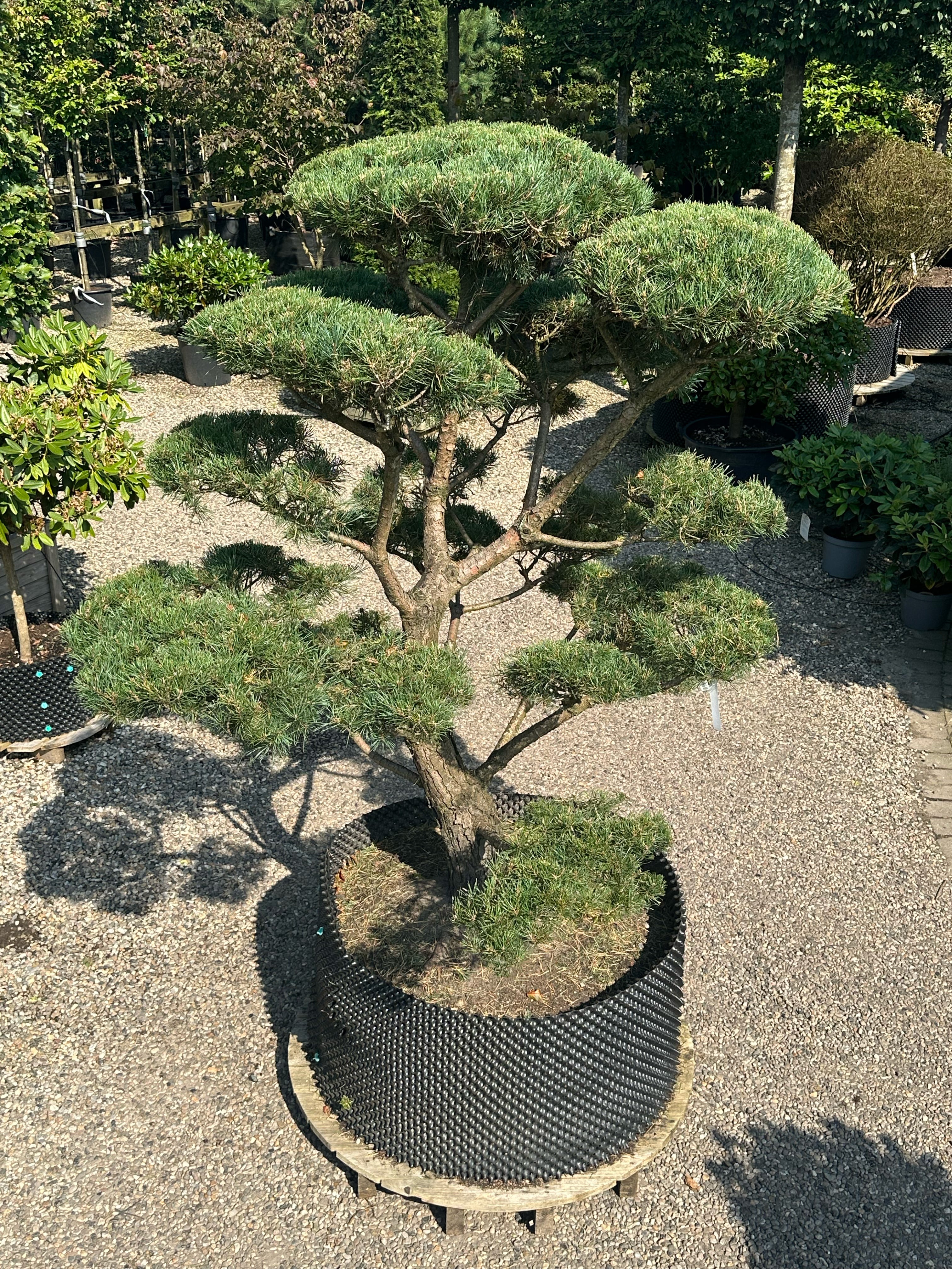En Pinus sylvestris bonsai med sirligt klippede og tætte puder af korte blågrønne nåle, hvor den rå, dybt rillede stamme danner centrum for de flade puder.