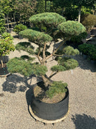 En Pinus sylvestris bonsai med sirligt klippede og tætte puder af korte blågrønne nåle, hvor den rå, dybt rillede stamme danner centrum for de flade puder.