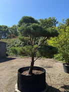 Formklippet Pinus sylvestris skovfyr som udendørs bonsai med kroget stamme og tætte, skyformede nålepuder.