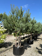 Et skulpturelt, multistammet skovfyrretræ - Pinus sylvestris med flere stammer fra bunden, en åben, let krone og karakteristisk orange-rød bark på de øverste grene.