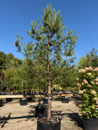 Opstammet Pinus sylvestris skovfyr som stedsegrønt prydtræ med rødbrun stamme og en afrundet krone af blågrønne nåle.