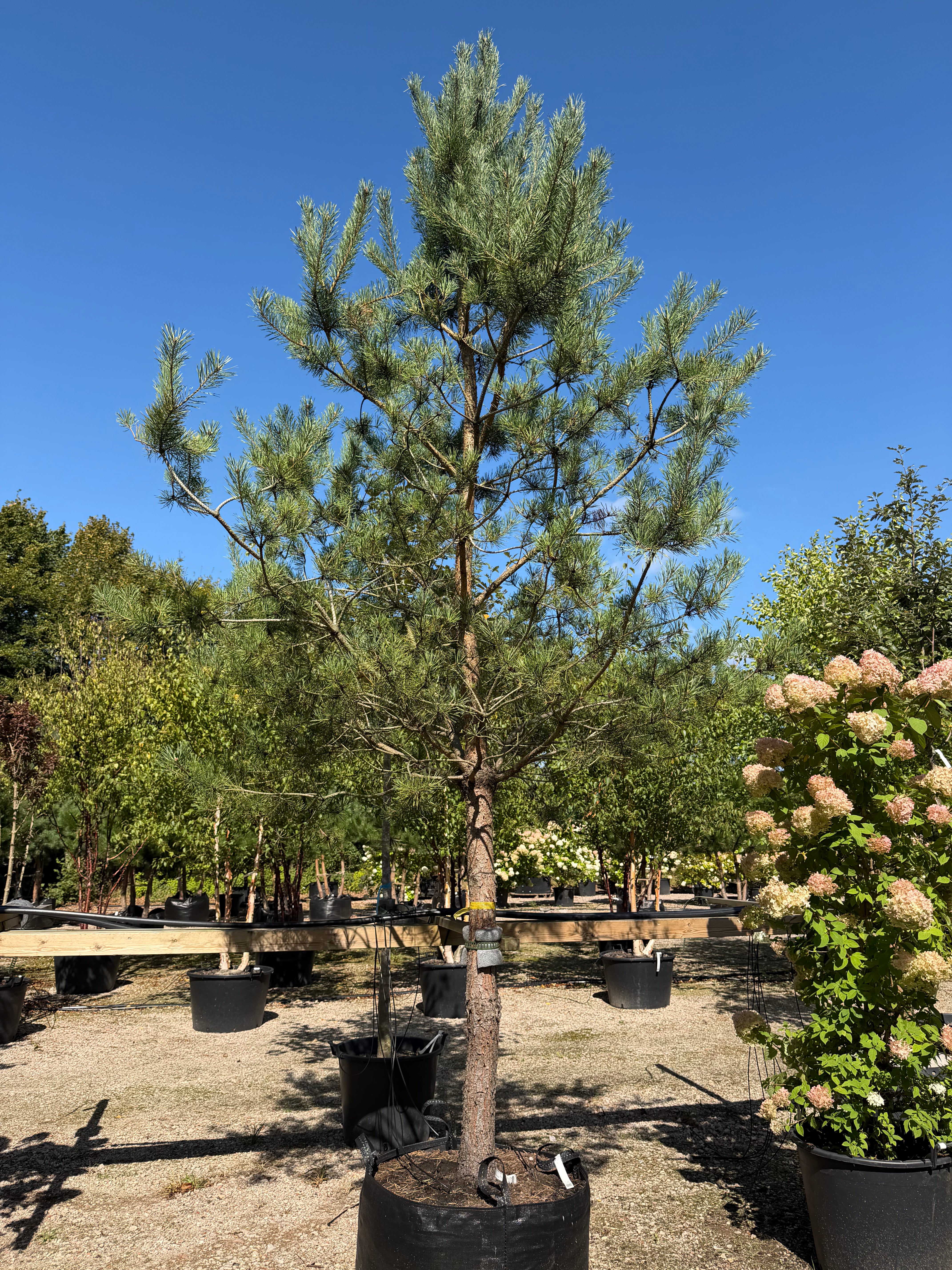Opstammet Pinus sylvestris skovfyr som stedsegrønt prydtræ med rødbrun stamme og en afrundet krone af blågrønne nåle.