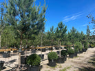 Opstammet Pinus sylvestris skovfyr med en bar stamme og en tæt, blågrøn krone i en have.