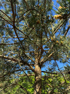 Pinus sylvestris skovfyr set nedefra i frøperspektiv, hvor de grønne grene og små nye kogler strækker sig op mod himlen.
