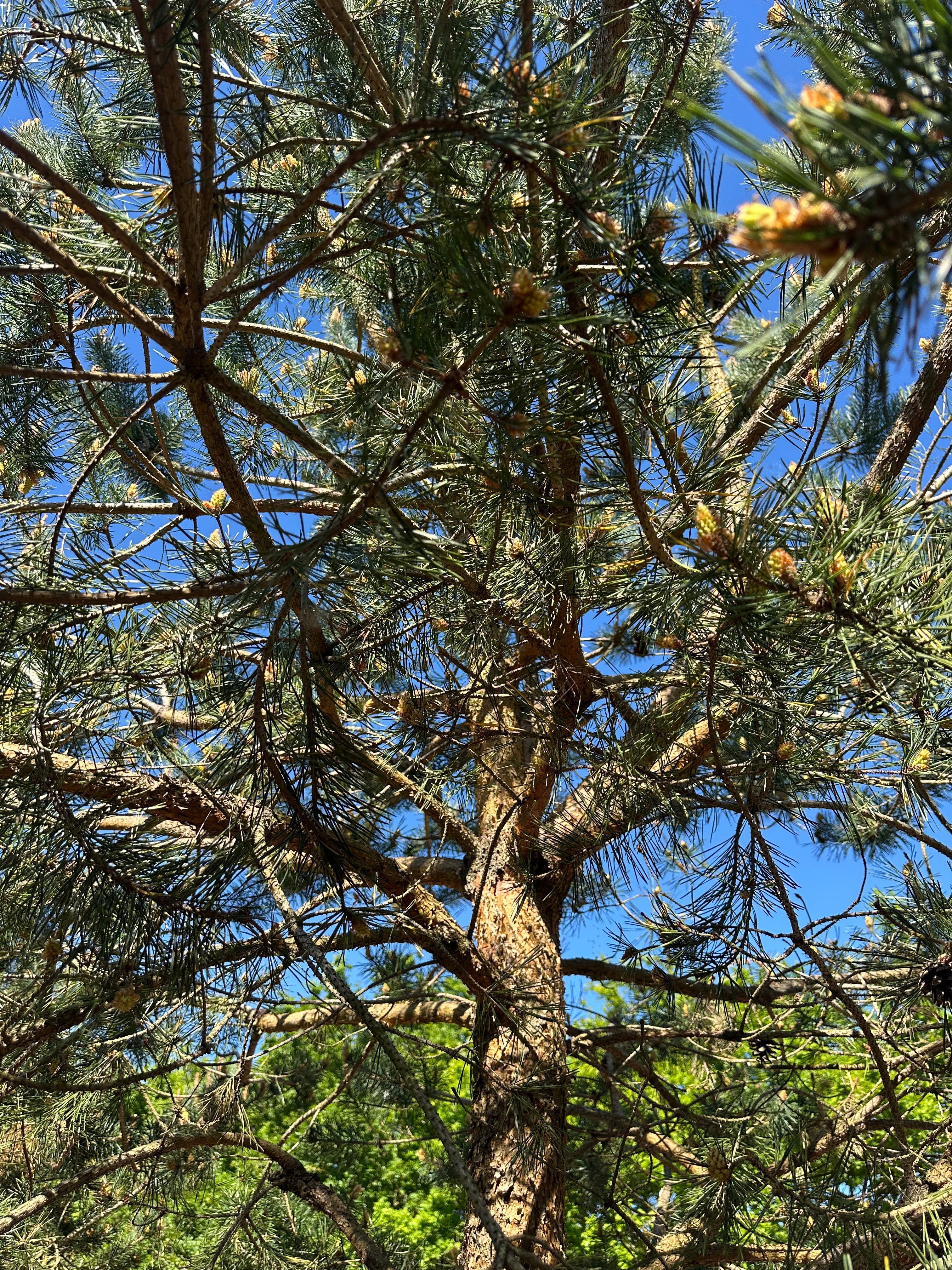 Pinus sylvestris skovfyr set nedefra i frøperspektiv, hvor de grønne grene og små nye kogler strækker sig op mod himlen.