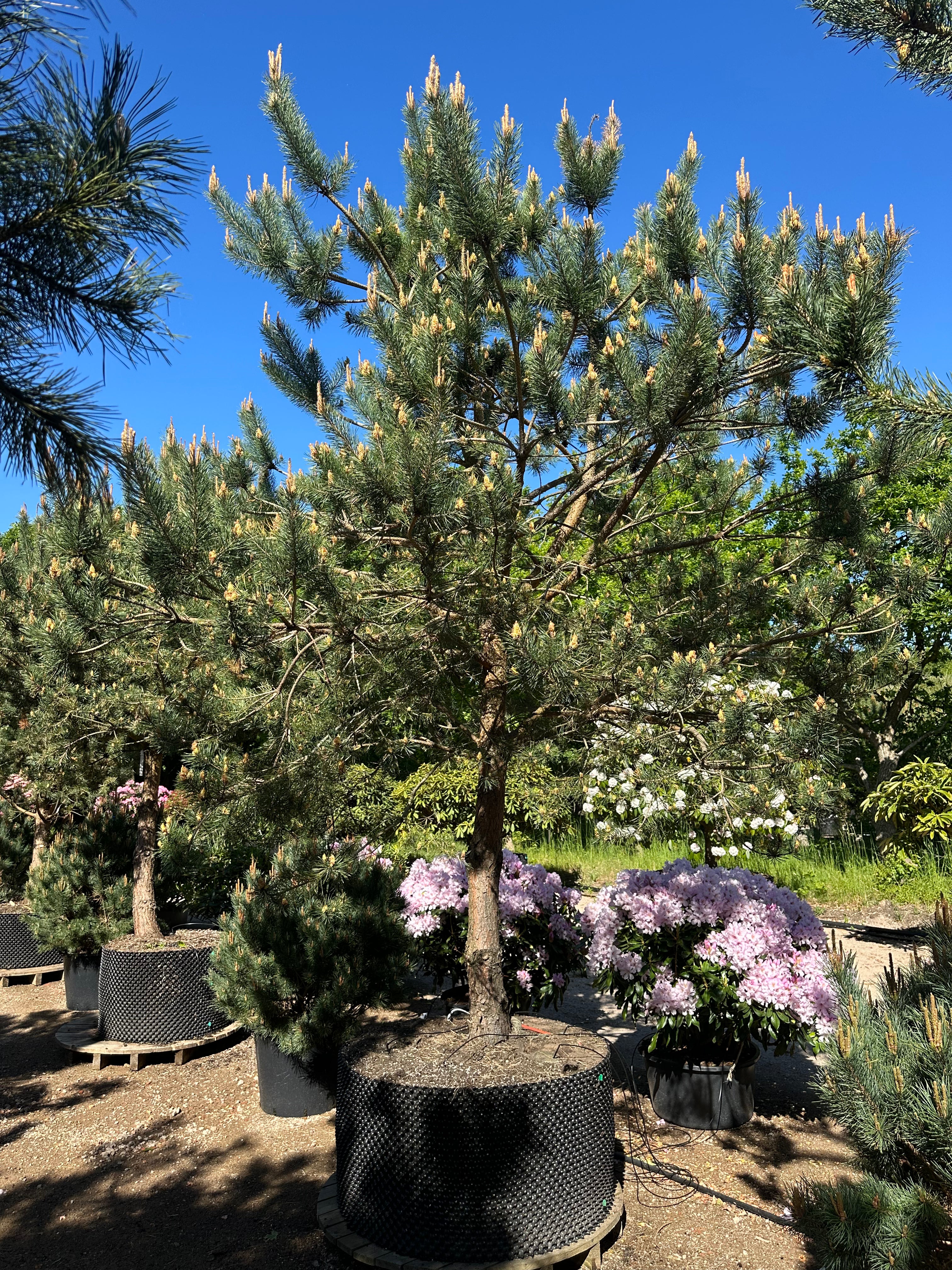 Multistammet Pinus sylvestris skovfyr med små nydannede kogler i den grønne nålekrone.