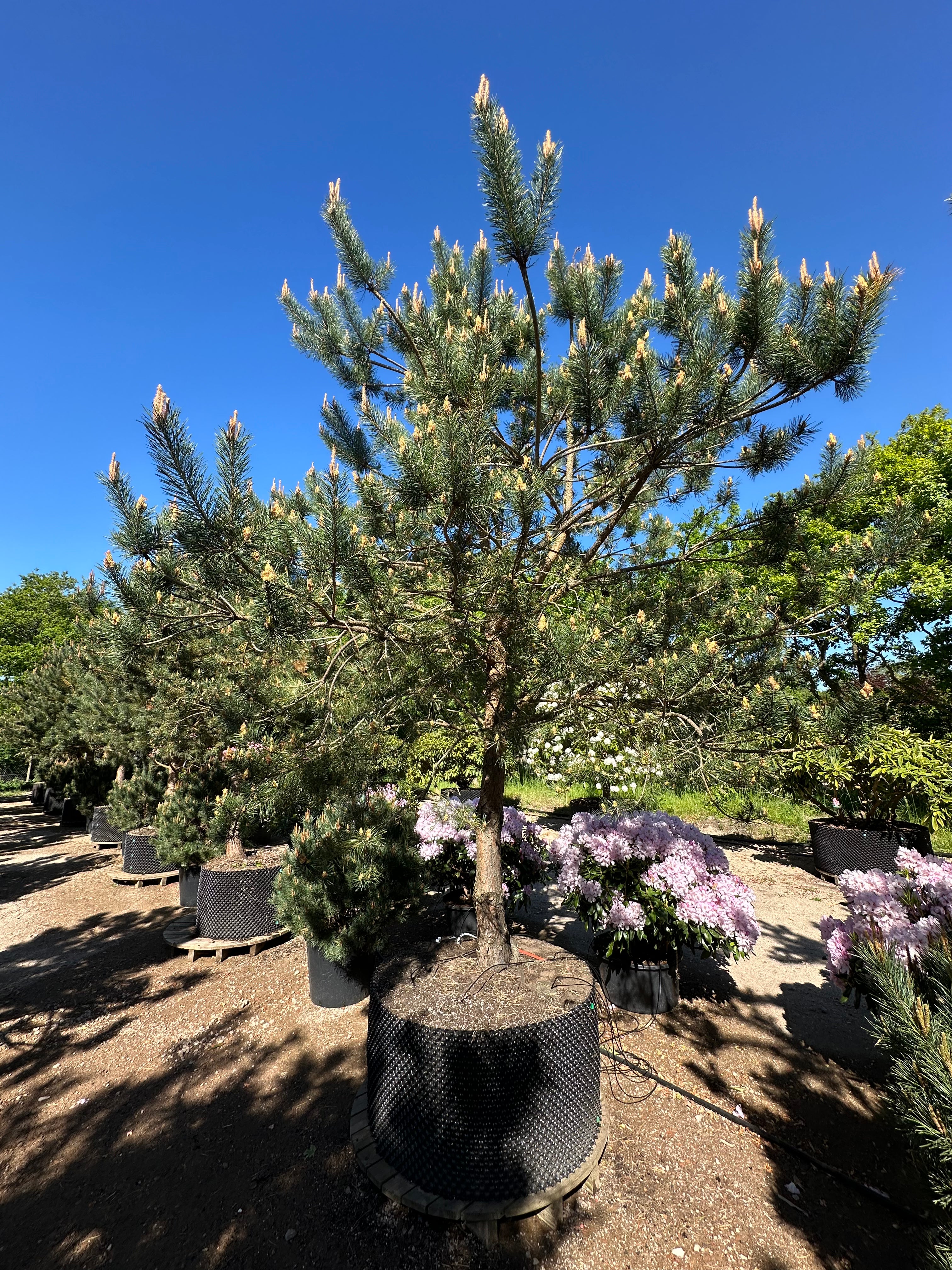 Multistammet Pinus sylvestris skovfyr med små nydannede kogler i den grønne nålekrone.