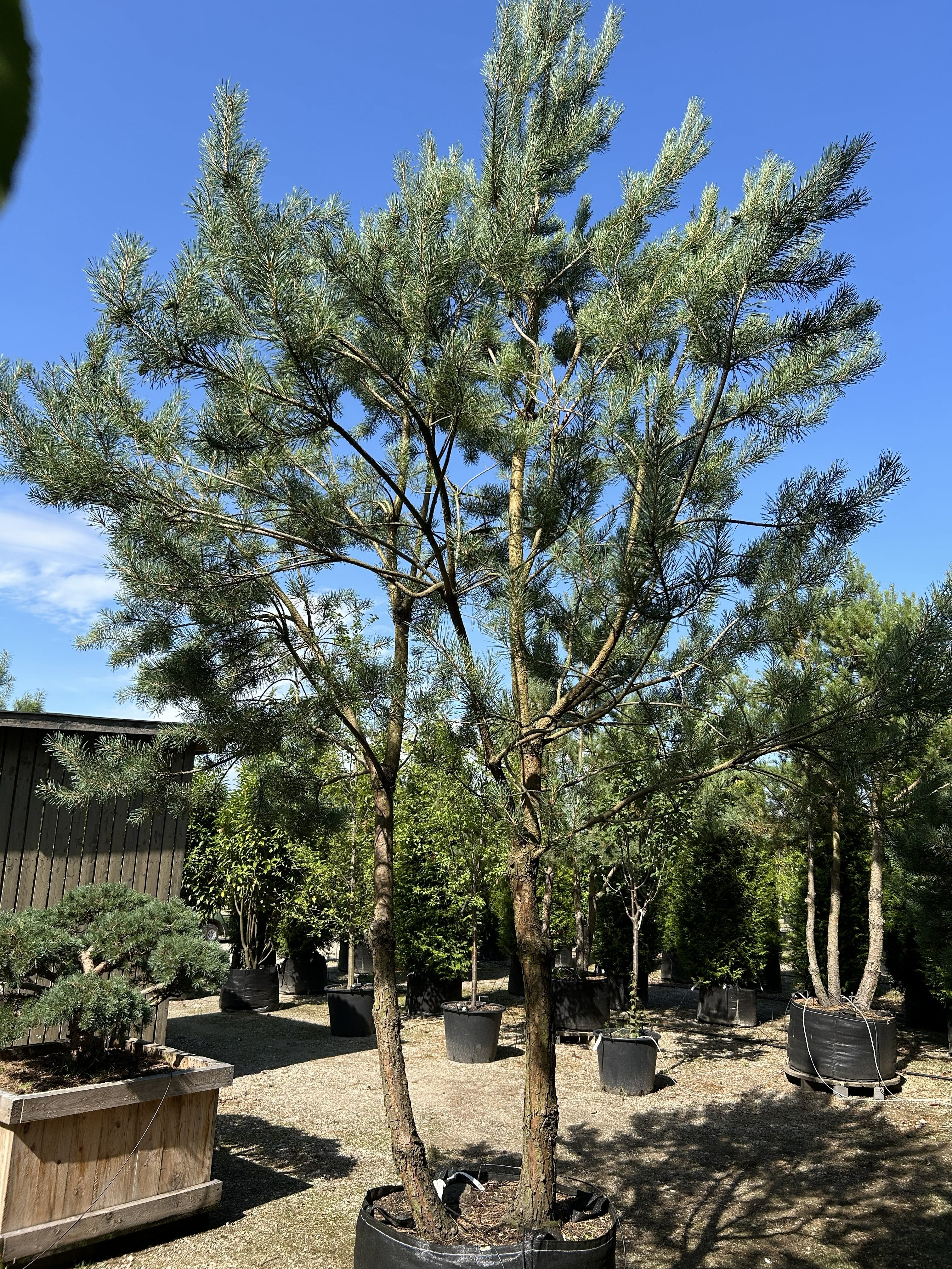  En multistammet Pinus sylvestris skovfyr som viser sine rå stammer og en åben, skulpturel krone af blågrønne nåle.