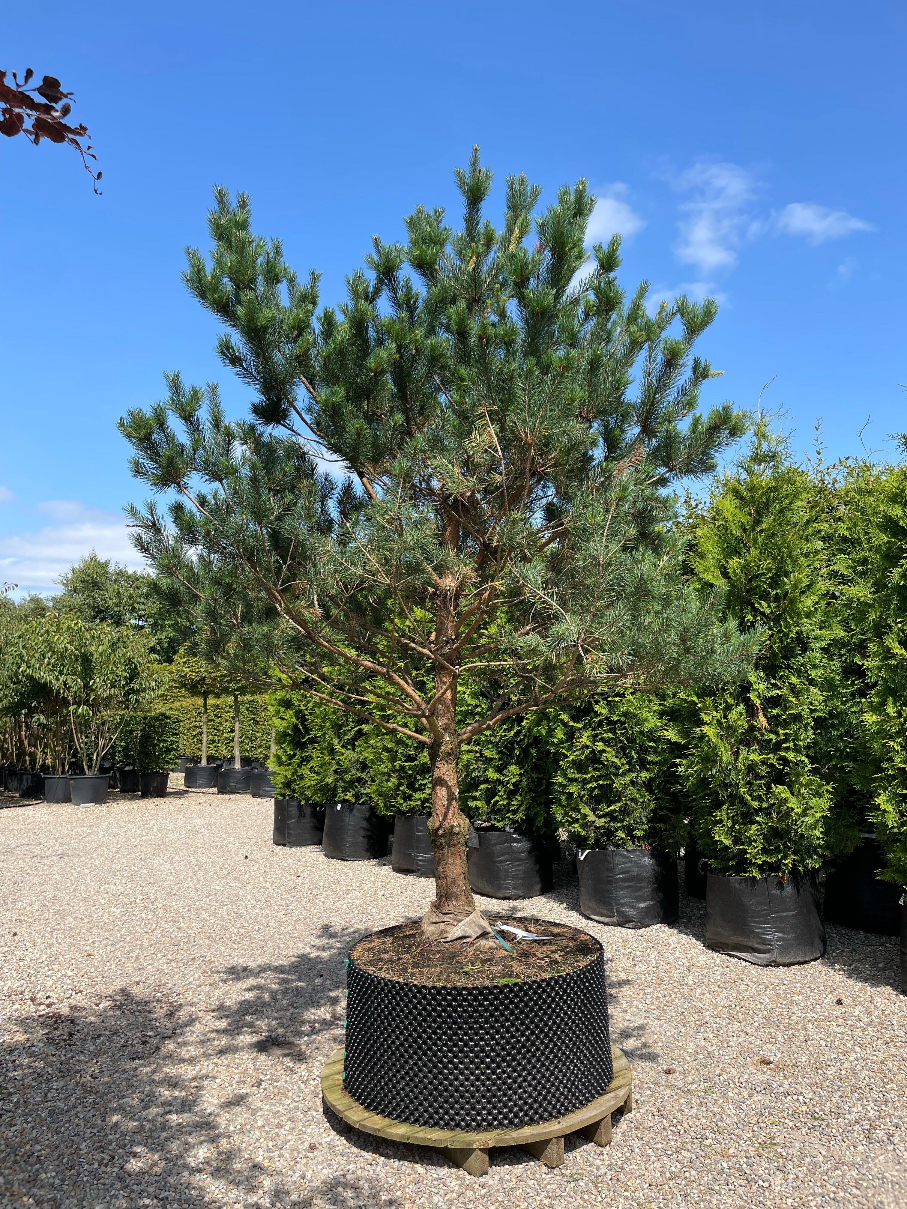 Opstammet stedsegrøn Pinus sylvestris skovfyr, som står flot og uforandret med sine blågrønne nåle.