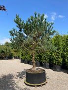 Opstammet stedsegrøn Pinus sylvestris skovfyr, som står flot og uforandret med sine blågrønne nåle.