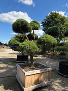 Formklippet skovfyr havebonsai med kroget stamme og skyformede nålepuder.