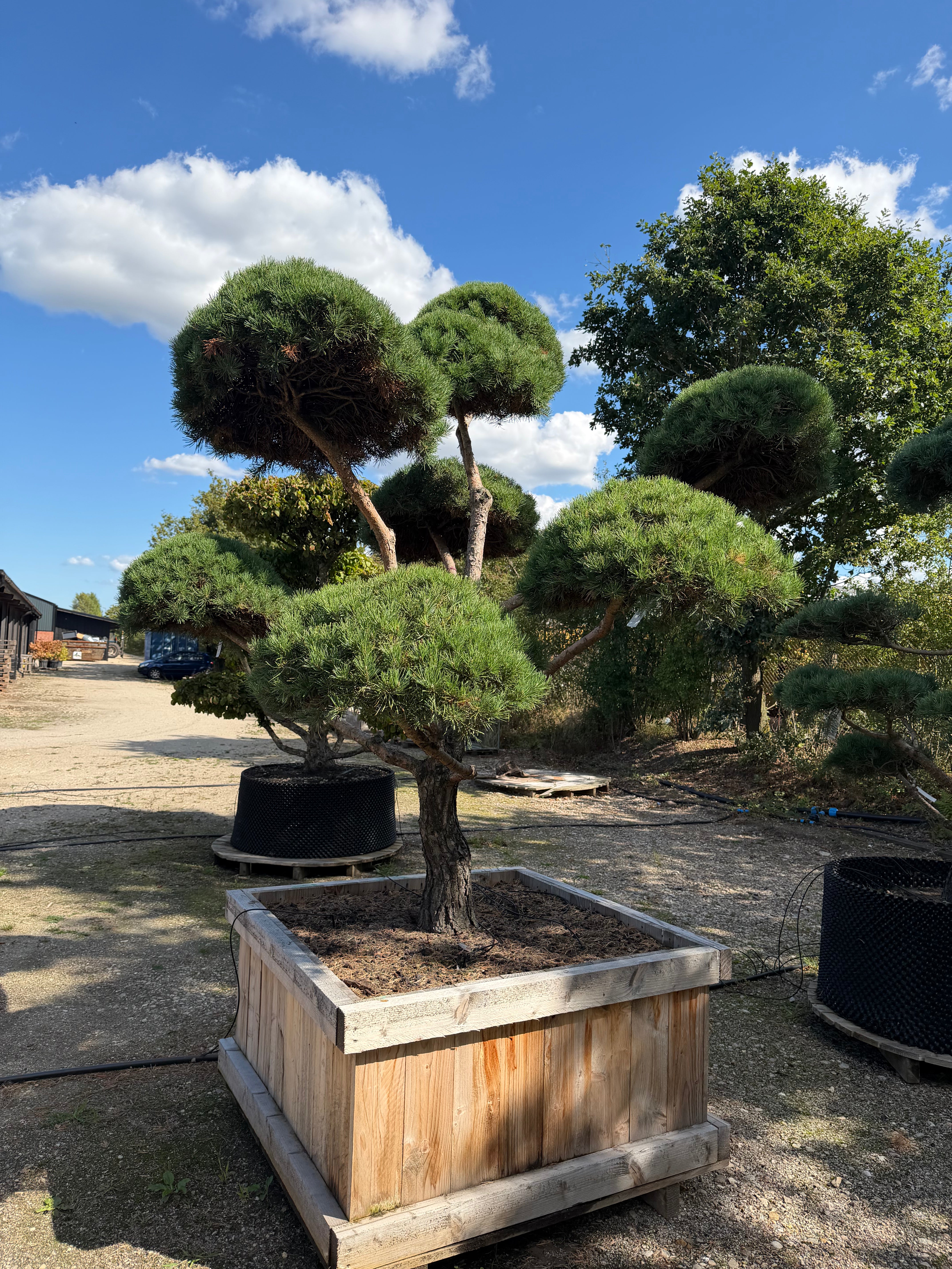 Formklippet skovfyr havebonsai med kroget stamme og skyformede nålepuder.