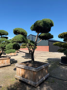 Formklippet skovfyr havebonsai med kroget stamme og skyformede nålepuder.