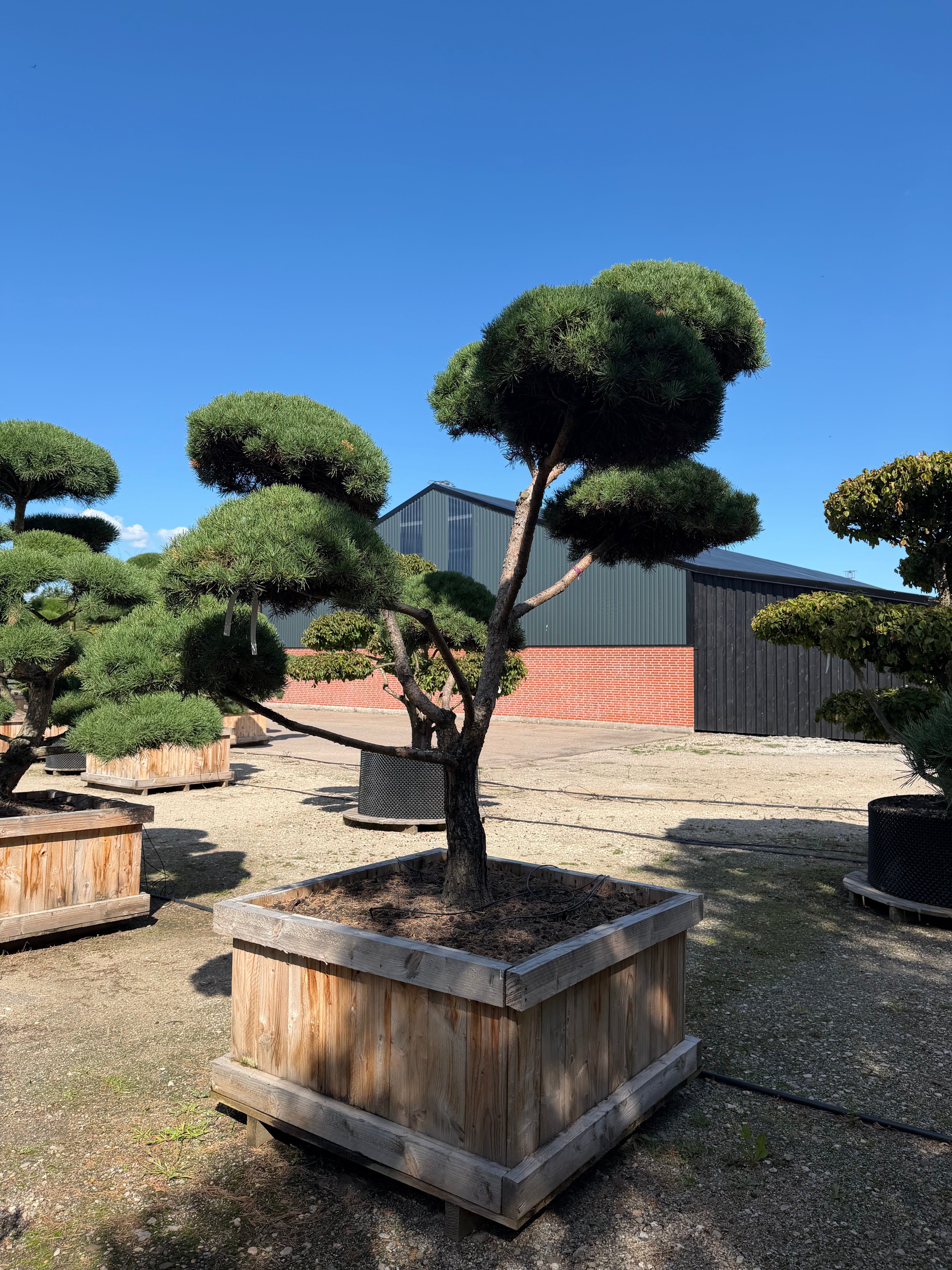 Formklippet skovfyr havebonsai med kroget stamme og skyformede nålepuder.