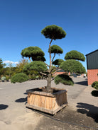 Formklippet Pinus sylvestris Norske havebonsai med en skulpturel, kroget stamme og tætte, skyagtige grønne nålepuder opdelt i klare etager.