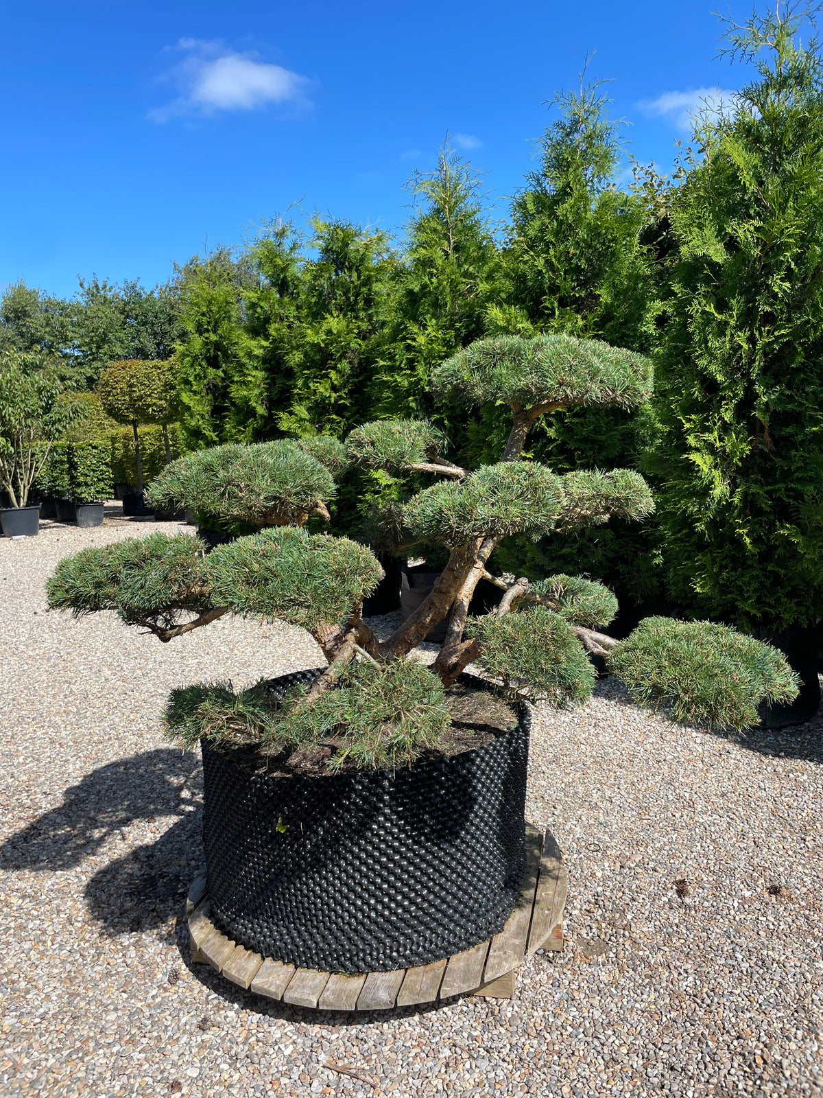 En Pinus sylvestris 'Repens' bonsai med veldefinerede, tætte puder af korte, blågrønne nåle, hvor den rillede, karakterfulde stamme danner et råt og naturligt centrum.