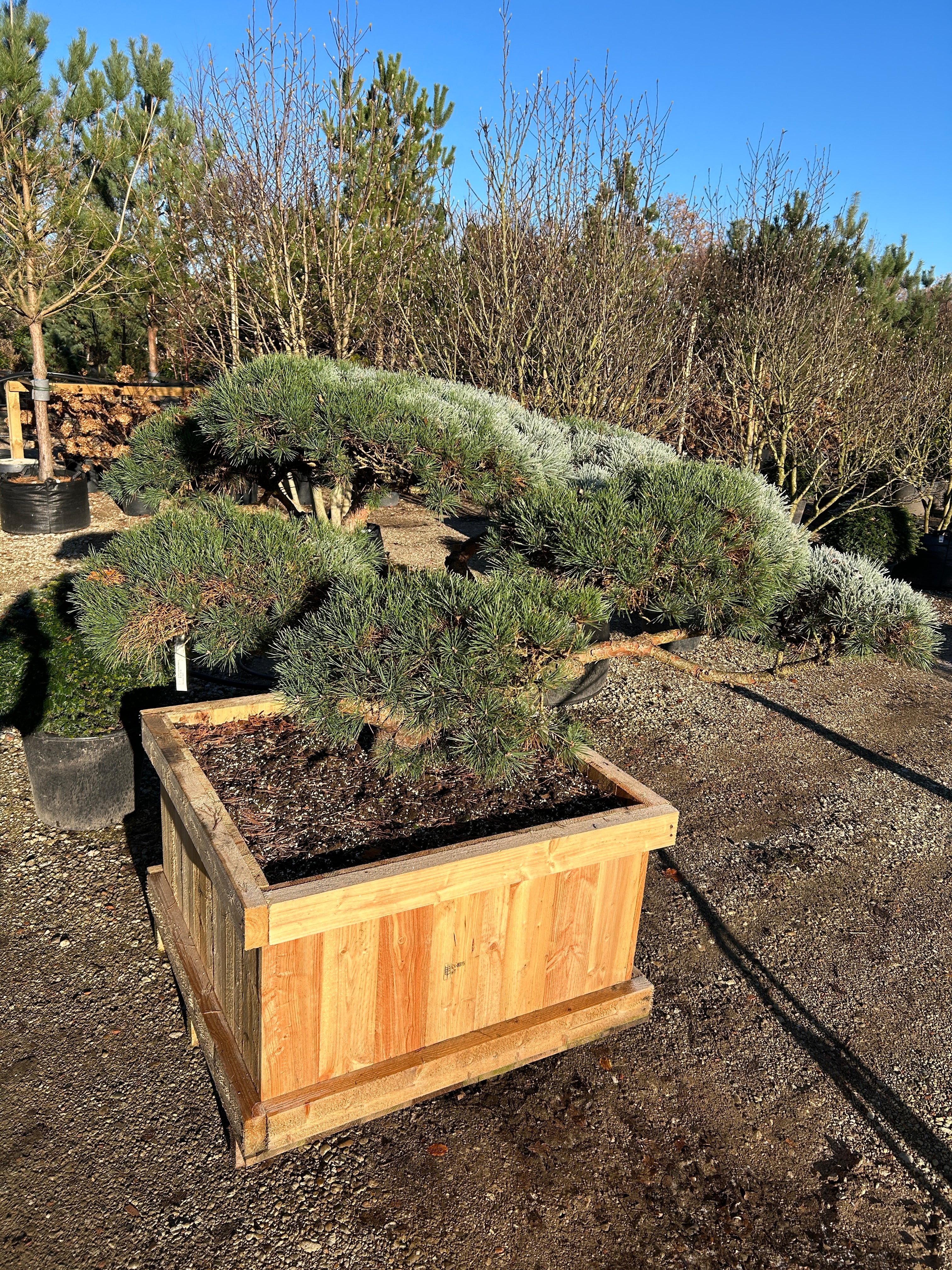 Formklippet Repens dværg-skovfyr som havebonsai med lav, kroget grenstruktur og tætte, skyformede blågrønne nålepuder.