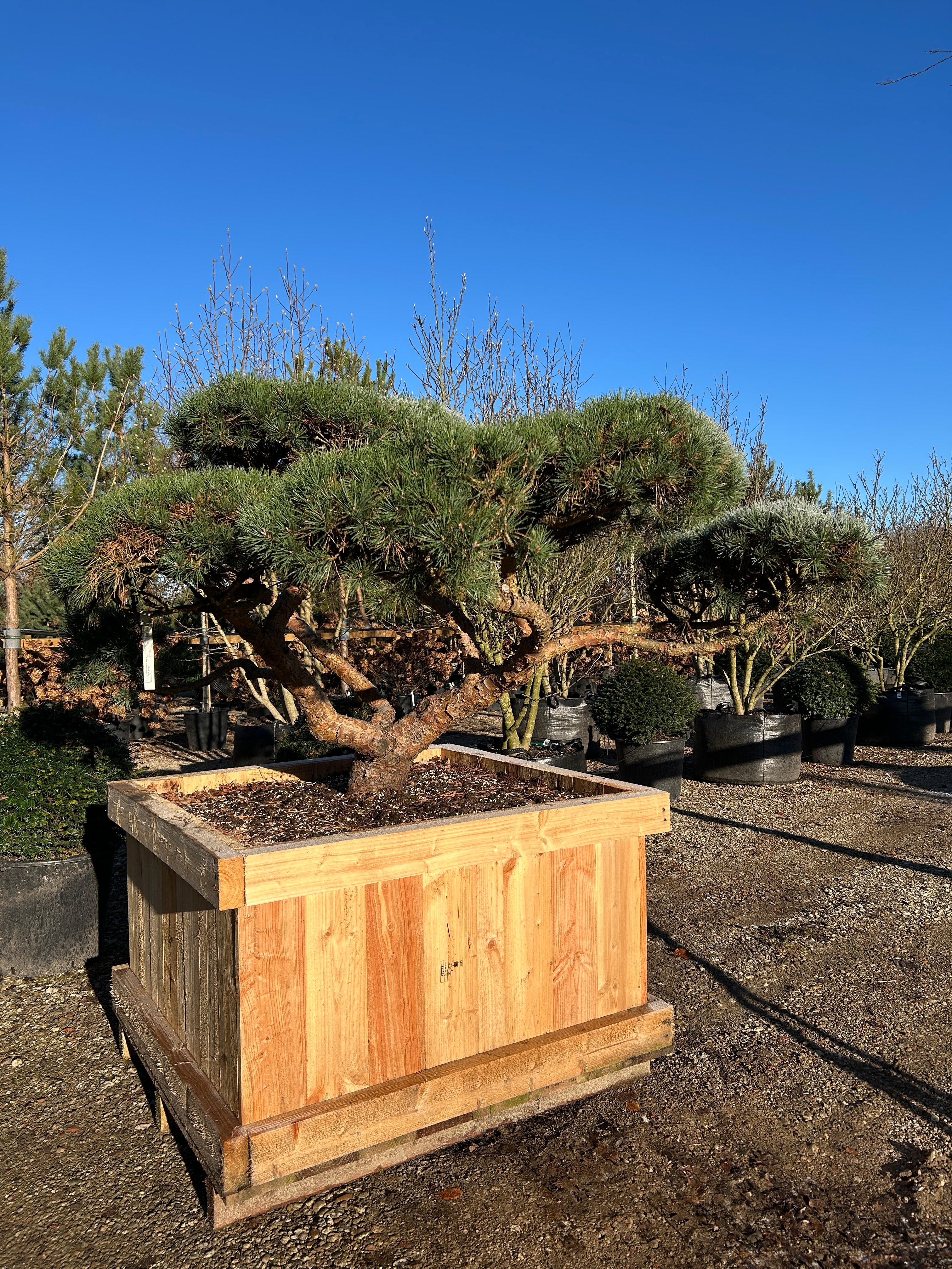 Formklippet Repens dværg-skovfyr som havebonsai med lav, kroget grenstruktur og tætte, skyformede blågrønne nålepuder.