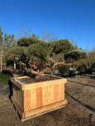 Formklippet Repens dværg-skovfyr som havebonsai med lav, kroget grenstruktur og tætte, skyformede blågrønne nålepuder.