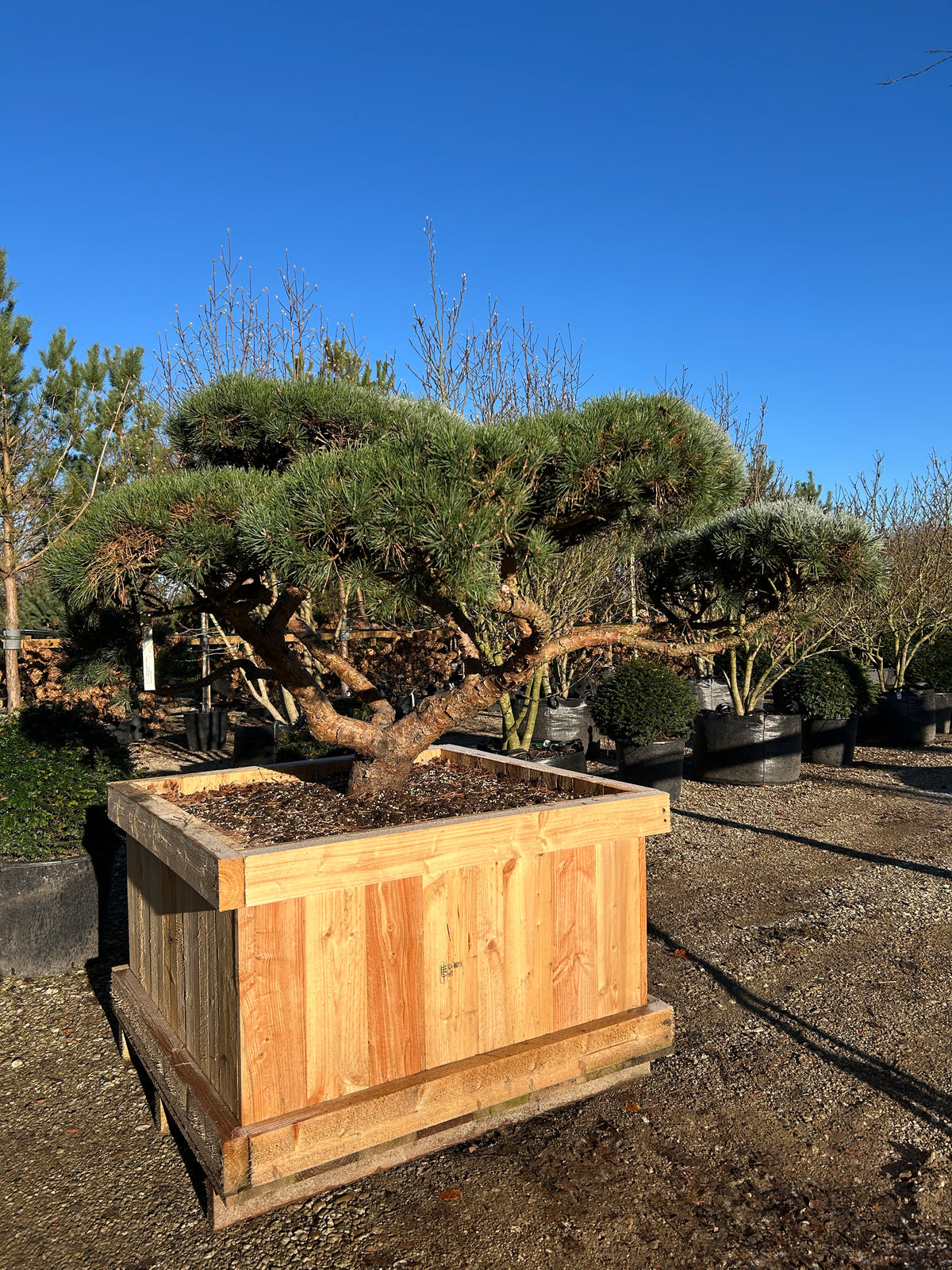 Formklippet Repens dværg-skovfyr som havebonsai med lav, kroget grenstruktur og tætte, skyformede blågrønne nålepuder.