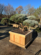 Formklippet Repens dværg-skovfyr som havebonsai med lav, kroget grenstruktur og tætte, skyformede blågrønne nålepuder.