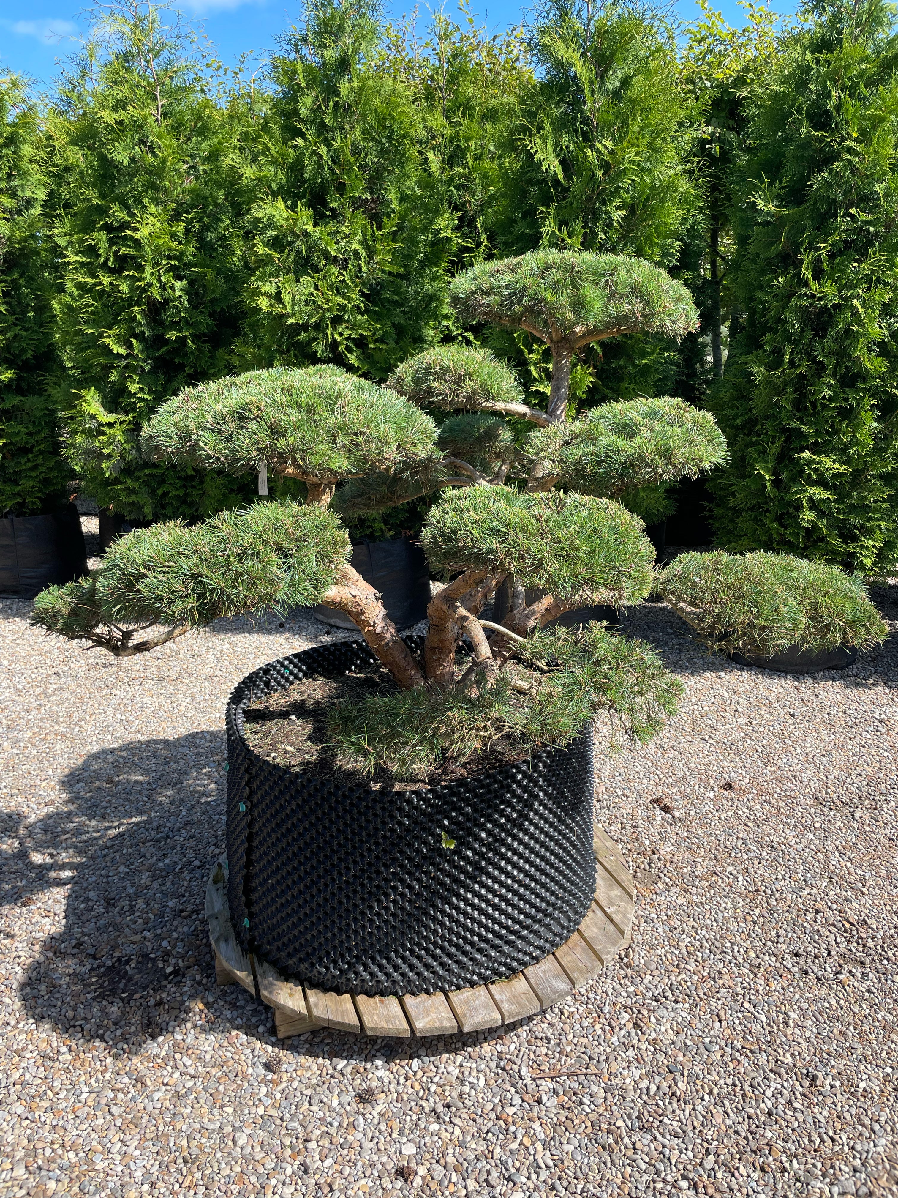En Pinus sylvestris 'Repens' bonsai med veldefinerede, tætte puder af korte, blågrønne nåle, hvor den rillede, karakterfulde stamme danner et råt og naturligt centrum.