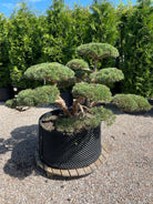 En Pinus sylvestris 'Repens' bonsai med veldefinerede, tætte puder af korte, blågrønne nåle, hvor den rillede, karakterfulde stamme danner et råt og naturligt centrum.